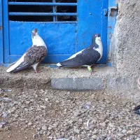 کبوتر.|پرنده|سوسنگرد, |دیوار