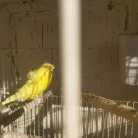 مرغ عشق و مصری|پرنده|شیراز, کفترک|دیوار
