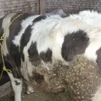 گاو نر|حیوانات مزرعه|باروق, |دیوار