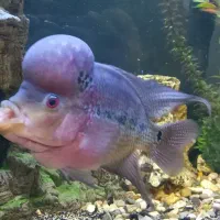 ماهی فلاور هورن نر