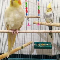 عروس هلندی|پرنده|کبودرآهنگ, |دیوار