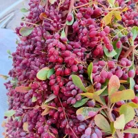 زرشک کوهی