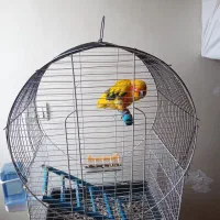 طوطی کانور خورشیدی|پرنده|اردبیل, |دیوار