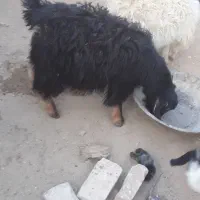 ۳عدد.بزغاله.دونر.یک.ماده