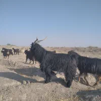 فروش بز|حیوانات مزرعه|شیراز, آبیاری|دیوار