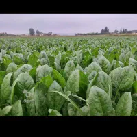 فروش نهال کاهو برای نشا|گل و گیاه طبیعی|دابودشت, |دیوار