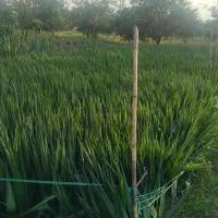 یوکا سر|گل و گیاه طبیعی|بابل, |دیوار