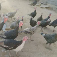 بوقلمون|حیوانات مزرعه|دشت ذهاب, |دیوار