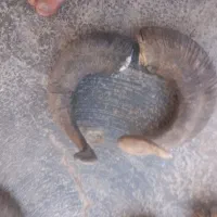 شاخ دکوراسیون جلوی چشم|کلکسیون اشیاء عتیقه|اهواز, پردیس|دیوار