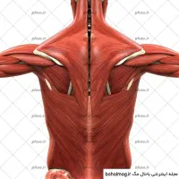 درمان شانه وکمر درد