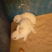 خرگوش