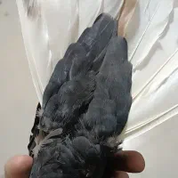 تافته ای دم سفید.