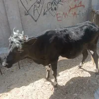 گاو ماده آبسترم هست