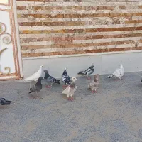 کبوتر|پرنده|سراوان, |دیوار