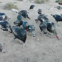 حیوانات مزرعه|حیوانات مزرعه|خاش, |دیوار