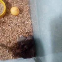 همستر بالغ و بچه با 6 عدد آکواریوم