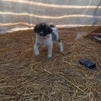 توله افغان|سگ|خان ببین, |دیوار