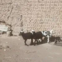 سه راس بره نر مخصوص پروار