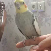 عروس هلندی نر