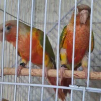 ۷ عدد نر گرینچیک فول اکستریم رد با تست