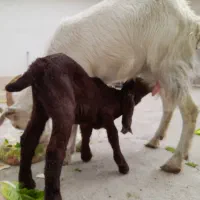 بزسانن شیری بزغاله دار