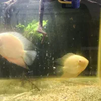 ماهی خوب و کم یاب میخوای بیا اینجا|ماهی|زابل, |دیوار