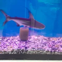 ماهی پنکوسه گوشت خوار