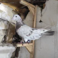 سار|پرنده|مشهد, تلگرد|دیوار