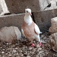 دوتا طوقی|پرنده|بوشهر, |دیوار