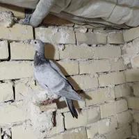 ده تا سار وسبز|پرنده|چناران, |دیوار