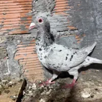 کبوتر جفت