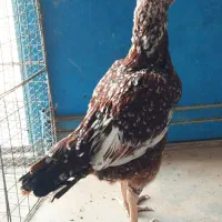مرغ لاری افغان