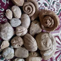 فسیل|کلکسیون اشیاء عتیقه|جیرفت, |دیوار