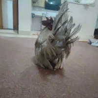 خروس جاپنیز|حیوانات مزرعه|رشت, نخودچر|دیوار