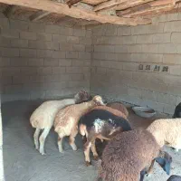 بره  نر وماده ماده  فروشی|حیوانات مزرعه|بندرعباس, |دیوار