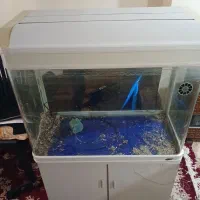 اکواریم