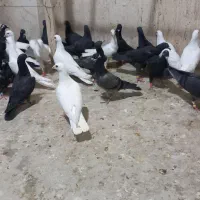 دسته ۳۱ جوجه و جوانه زاغ و سفید