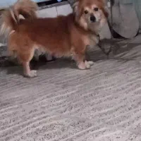 سگ اشپیتز|سگ|کرمان, |دیوار