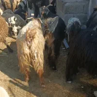 بز نژاد خوب|حیوانات مزرعه|کازرون, |دیوار