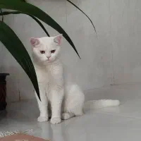 گربه پرشین|گربه|اشکنان, |دیوار