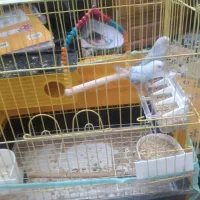 مرغ عشق|پرنده|شیراز, شیخ علی چوپان|دیوار