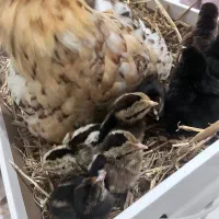 مرغ کرچ همراه جوجه