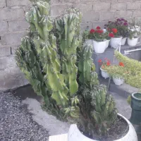 کاکتوس صخره ای بزرگ