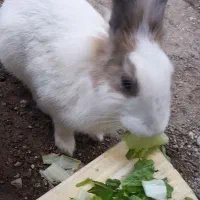 خرگوش خانگی