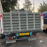 فروش انگور سردشت(رشت)