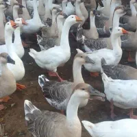 گیل غازغازمولد قوغاز آفریقایی قوغازسفیدقوغازمحلی|حیوانات مزرعه|آستانه اشرفیه, |دیوار