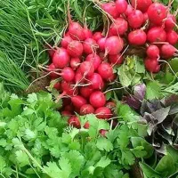سبزی خوردن تازه