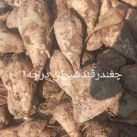 خود چغندرقند،تفاله چغندر وسیب علوفه ذرت
