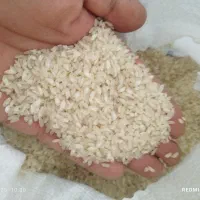 برنج کامفیروزی|خوردنی و آشامیدنی|شیراز, گویم|دیوار