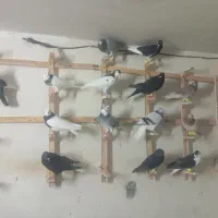 ک کفتر پرشی غریبه